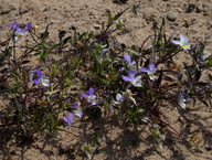 Viola tricolor subsp. curtisii