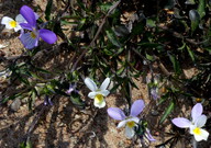 Viola tricolor subsp. curtisii