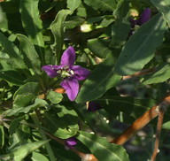 Lycium barbarum