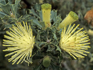 Dryandra sessilis