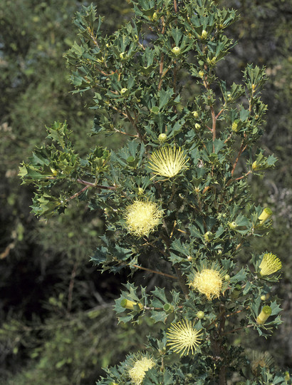 Dryandra sessilis