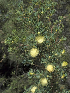 Dryandra sessilis