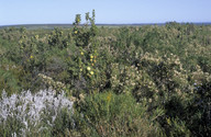 Dryandra sessilis