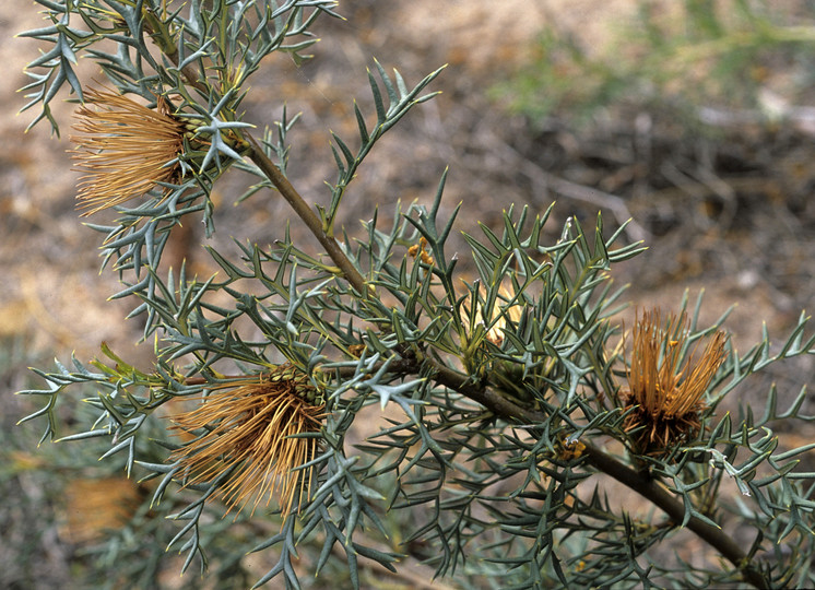 Dryandra fraseri