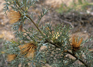 Dryandra fraseri