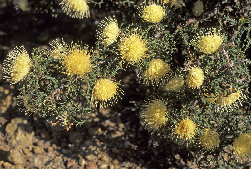 Dryandra kippistiana