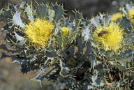 Dryandra glauca