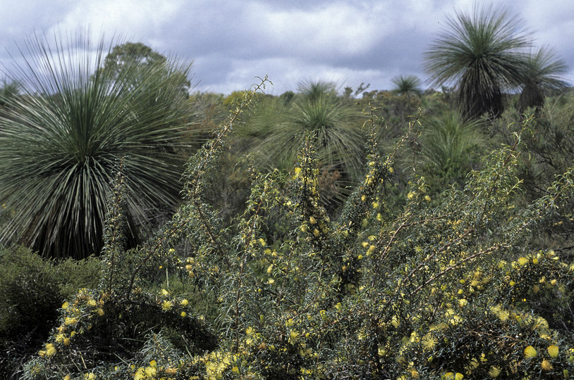 Dryandra carduacea