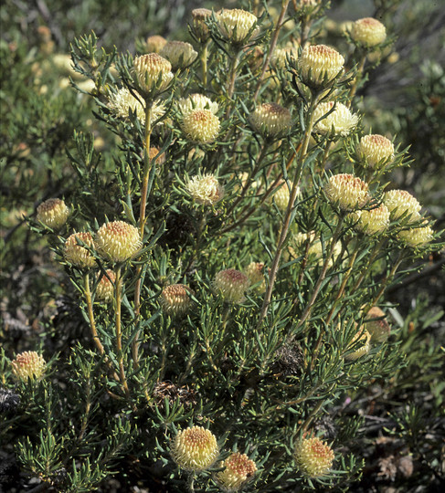 Dryandra carlinoides