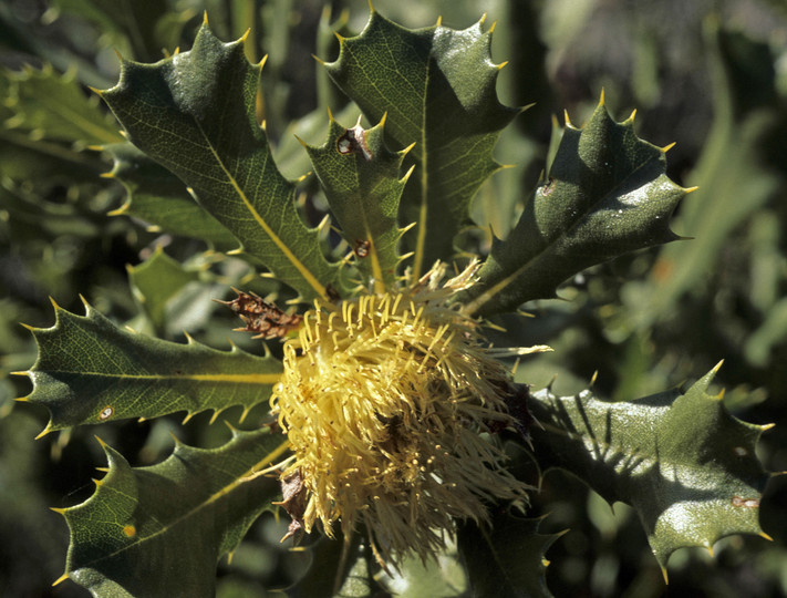 Dryandra quercifolia