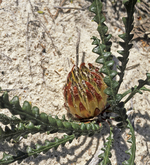 Dryandra obtusa