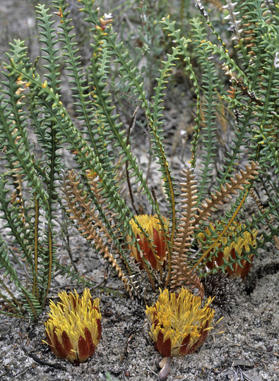 Dryandra obtusa