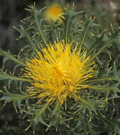 Dryandra falcata