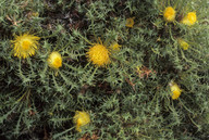 Dryandra falcata