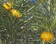 Dryandra formosa