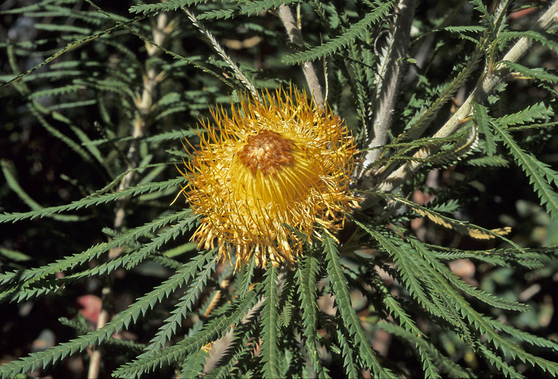 Dryandra formosa