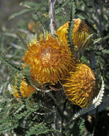 Dryandra formosa