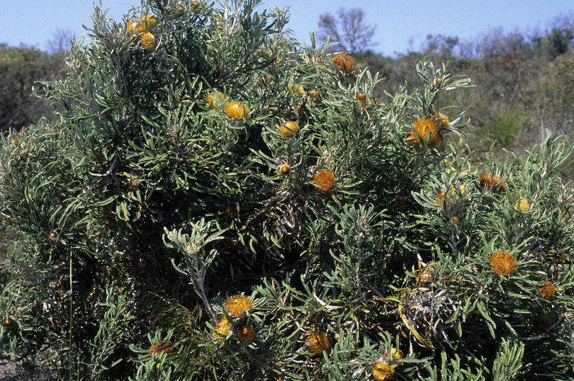 Dryandra formosa