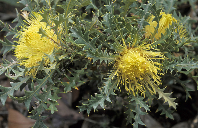 Dryandra armata