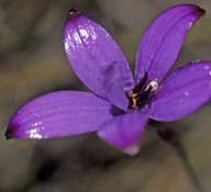 Elythranthera brunonis