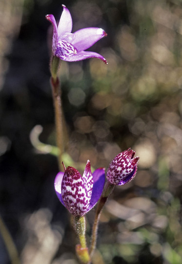 Elythranthera brunonis