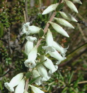 Epacris obtusifolia
