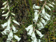 Epacris obtusifolia