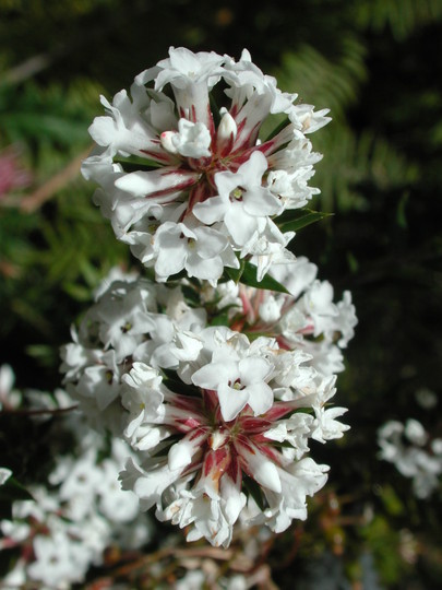 Epacris breviflora