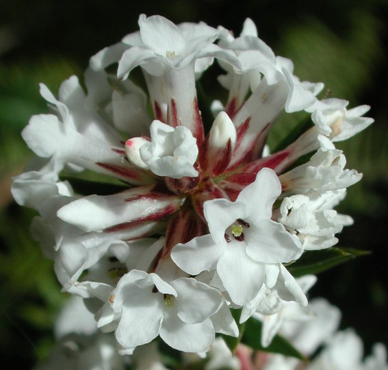 Epacris breviflora