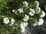 Epacris breviflora