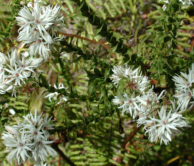 Epacris sp.