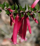 Epacris sp.?longiflora