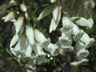 Epacris obtusifolia