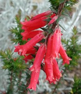 Epacris impressa