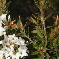 Epacris sp.?paludosa