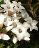 Epacris sp.?paludosa