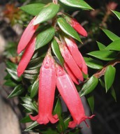 Epacris sp.?longiflora
