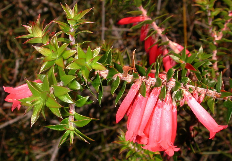 Epacris sp.?longiflora