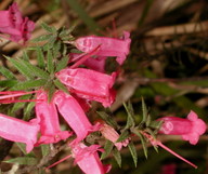 Epacris impressa