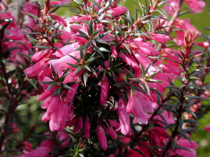 Epacris impressa