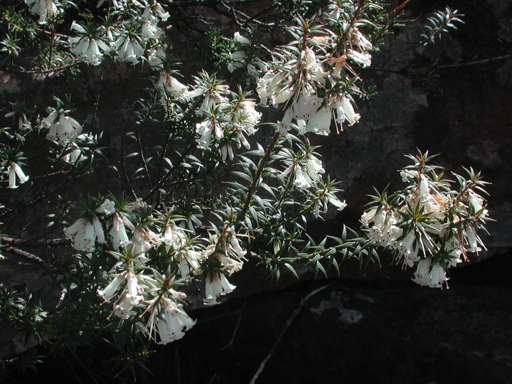 Epacris impressa