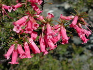 Epacris impressa