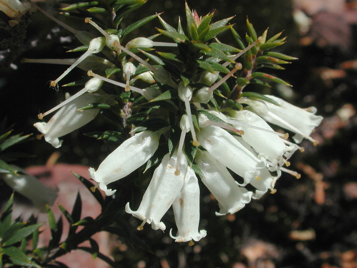 Epacris impressa