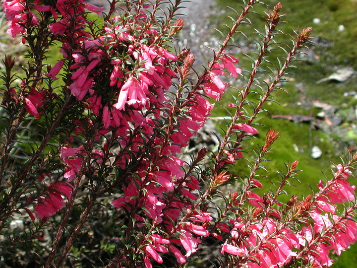 Epacris impressa