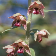 Epipactis helleborine