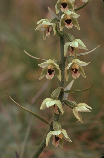 Epipactis helleborine