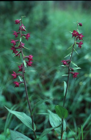 Epipactis atrorubens