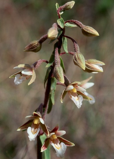 Epipactis palustris