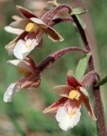 Epipactis palustris