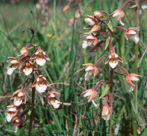 Epipactis palustris